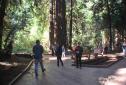 MuirWoods_2016_020.JPG