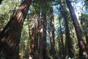 MuirWoods_2016_023.JPG