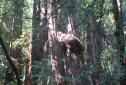 MuirWoods_2016_025.JPG