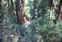 MuirWoods_2016_028.JPG