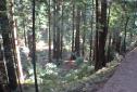 MuirWoods_2016_029.JPG