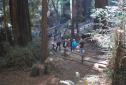 MuirWoods_2016_031.JPG