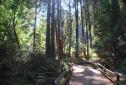 MuirWoods_2016_033.JPG